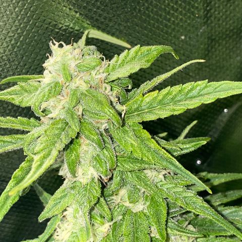 French Macaron growlog timeline photo