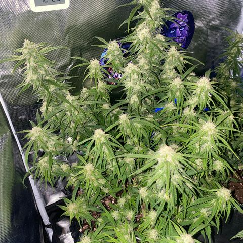 French Macaron growlog timeline photo