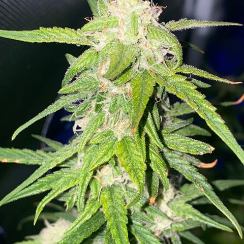 French Macaron growlog timeline photo