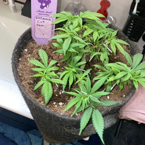 Chimera Cut growlog timeline photo