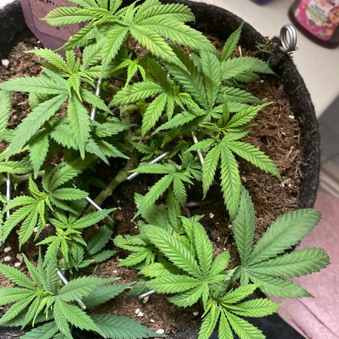 Chimera Cut growlog timeline photo