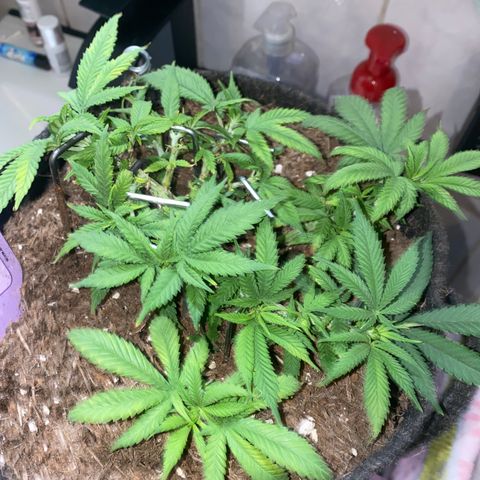 Chimera Cut growlog timeline photo