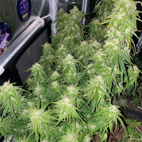 French Macaron growlog timeline photo