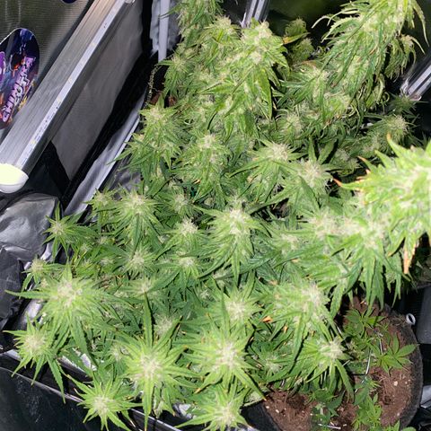 French Macaron growlog timeline photo