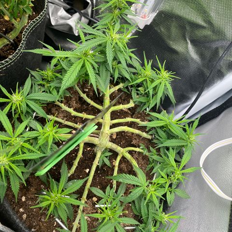 Jealousy Z XL growlog timeline photo
