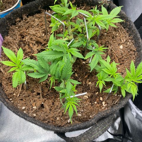 Chimera Cut growlog timeline photo