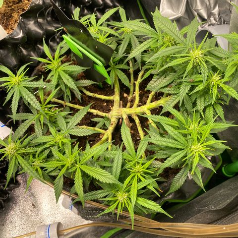 Jealousy Z XL growlog timeline photo