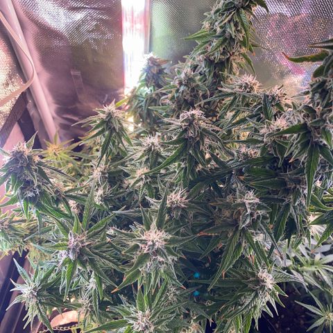 French Macaron growlog timeline photo