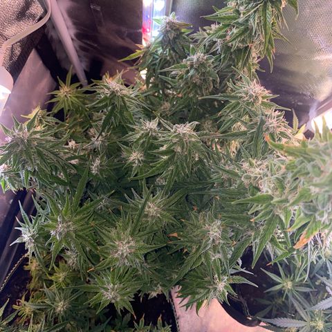 French Macaron growlog timeline photo