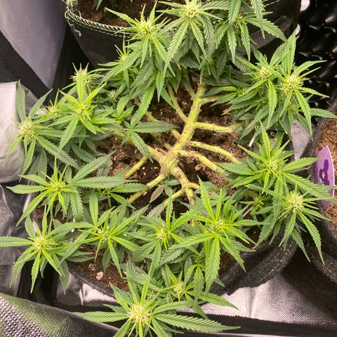 Jealousy Z XL growlog timeline photo