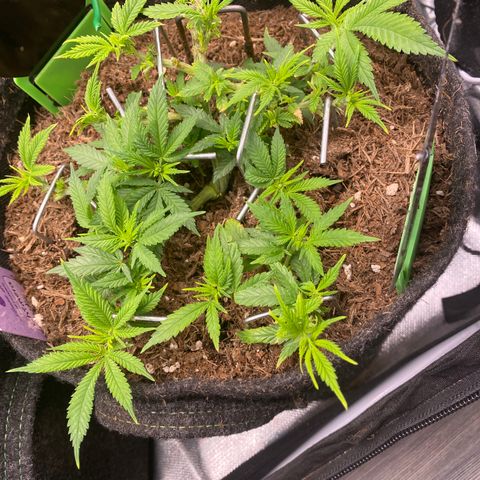 Chimera Cut growlog timeline photo