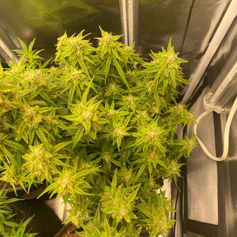 French Macaron growlog timeline photo