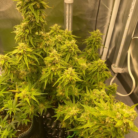 French Macaron growlog timeline photo