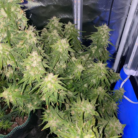 French Macaron growlog timeline photo