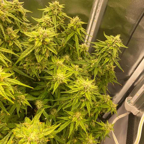 French Macaron growlog timeline photo