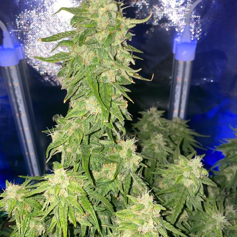 French Macaron growlog timeline photo