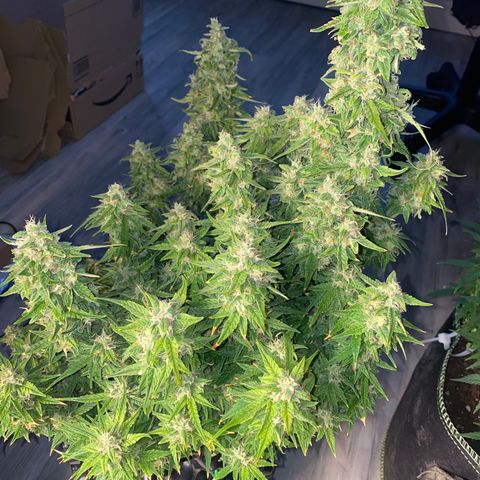 French Macaron growlog timeline photo