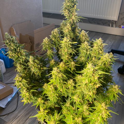 French Macaron growlog timeline photo