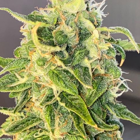 French Macaron growlog timeline photo