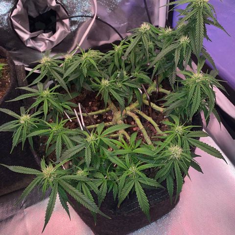 Jealousy Z XL growlog timeline photo