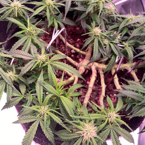Jealousy Z XL growlog timeline photo