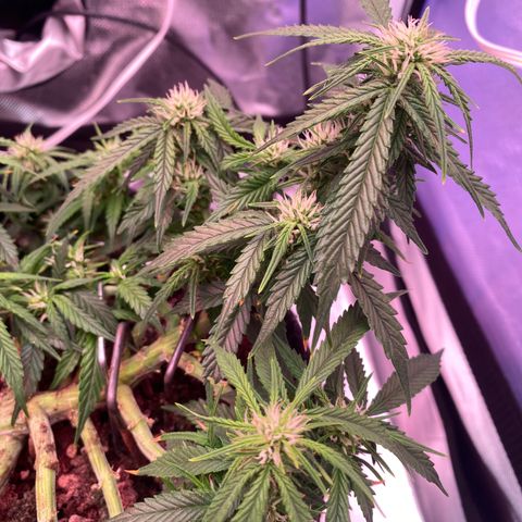 Jealousy Z XL growlog timeline photo