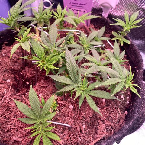 Chimera Cut growlog timeline photo
