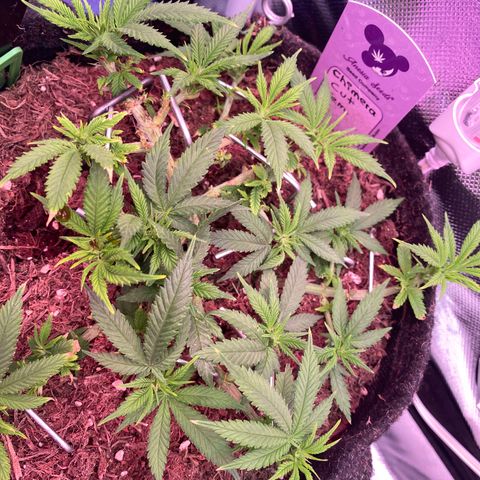 Chimera Cut growlog timeline photo