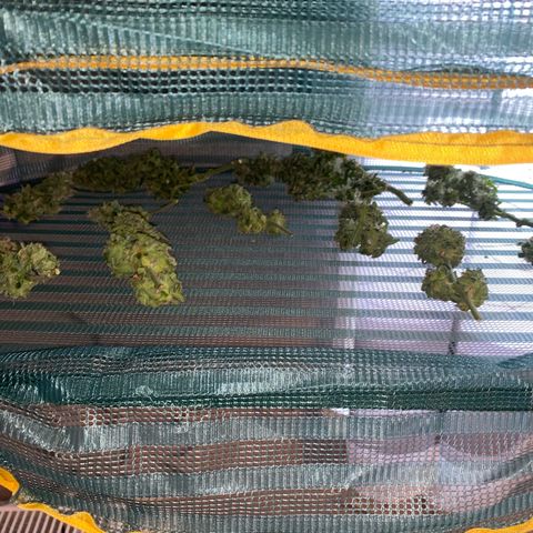 French Macaron growlog timeline photo