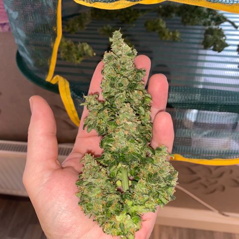 French Macaron growlog timeline photo