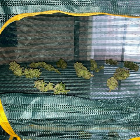 French Macaron growlog timeline photo