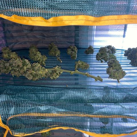 French Macaron growlog timeline photo