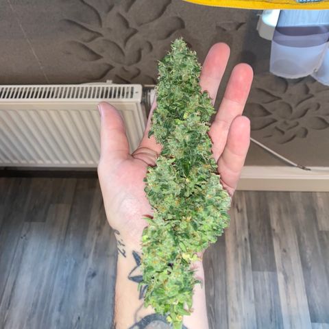 French Macaron growlog timeline photo