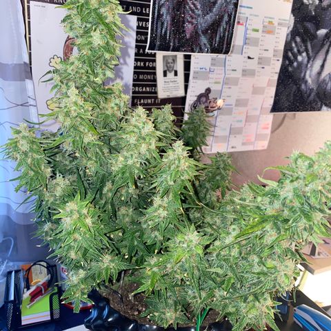 French Macaron growlog timeline photo