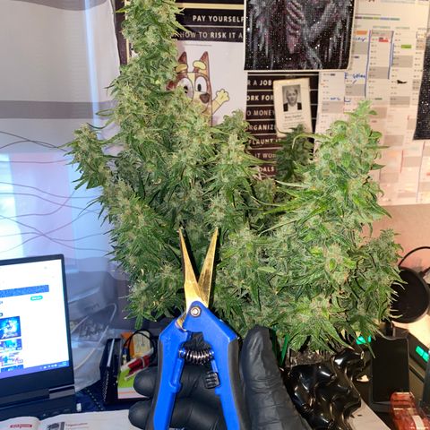 French Macaron growlog timeline photo