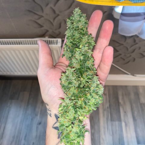 French Macaron growlog timeline photo