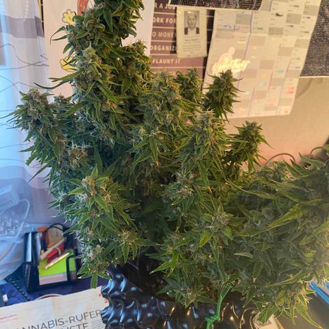 French Macaron growlog timeline photo