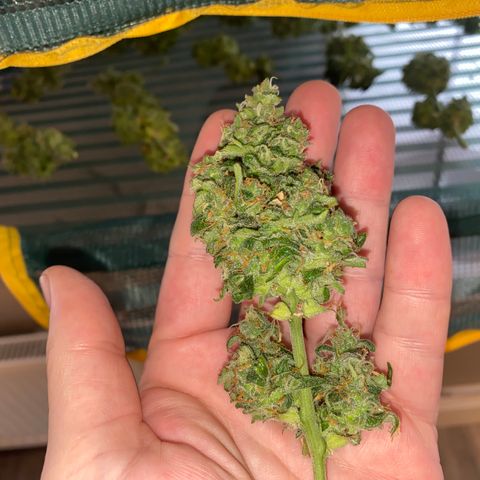 French Macaron growlog timeline photo