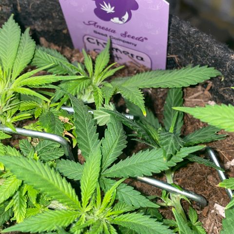 Chimera Cut growlog timeline photo