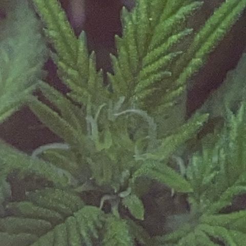 Chimera Cut growlog timeline photo