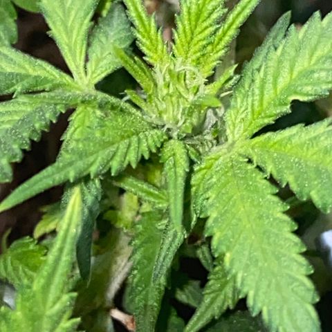 Chimera Cut growlog timeline photo