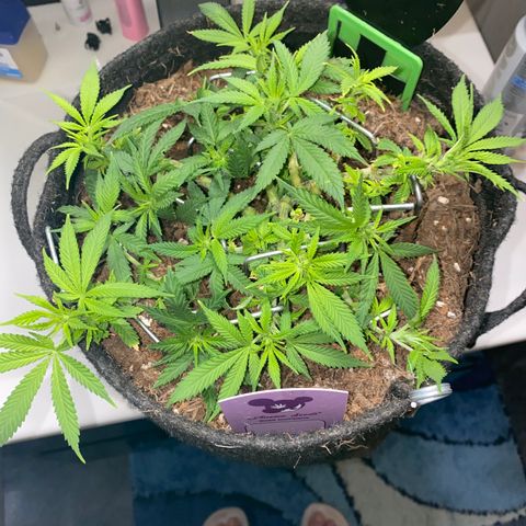 Chimera Cut growlog timeline photo