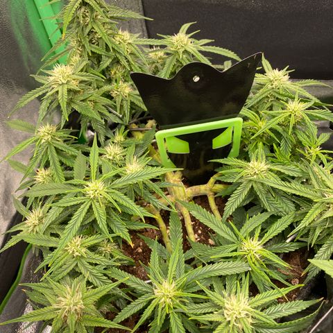Jealousy Z XL growlog timeline photo