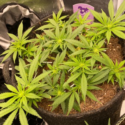 Chimera Cut growlog timeline photo