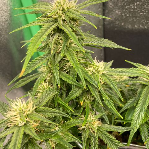 Jealousy Z XL growlog timeline photo