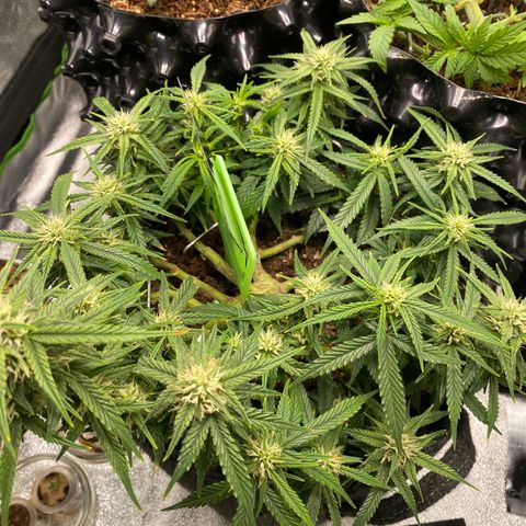 Jealousy Z XL growlog timeline photo