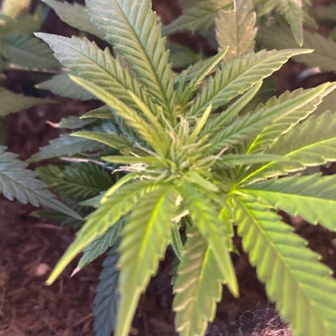Chimera Cut growlog timeline photo