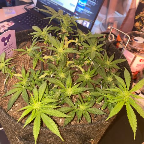 Chimera Cut growlog timeline photo