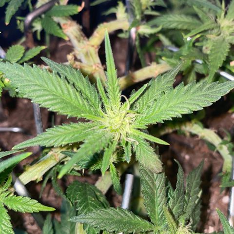 Chimera Cut growlog timeline photo