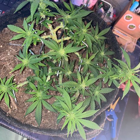 Chimera Cut growlog timeline photo